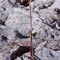 004 05 30 Nebeltanz