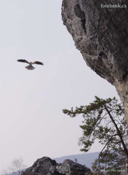 Poätolka odlŽt‡ z hn’zda ve FotogenickŽ cestž
digit‡ln’ sn’mek 8 Mpix
foto (c) Petr Jand’k _MG_7161.jpg